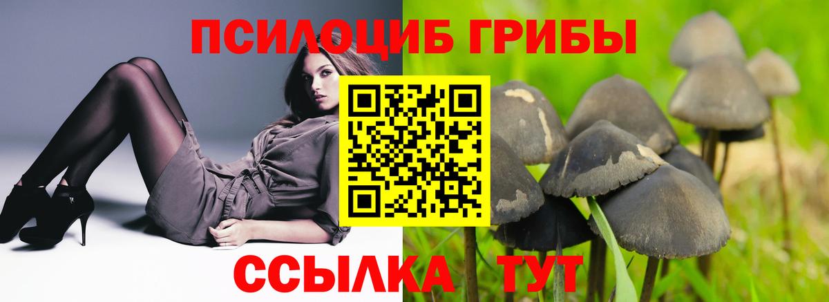 Псилоцибиновые грибы Psilocybe Ковров